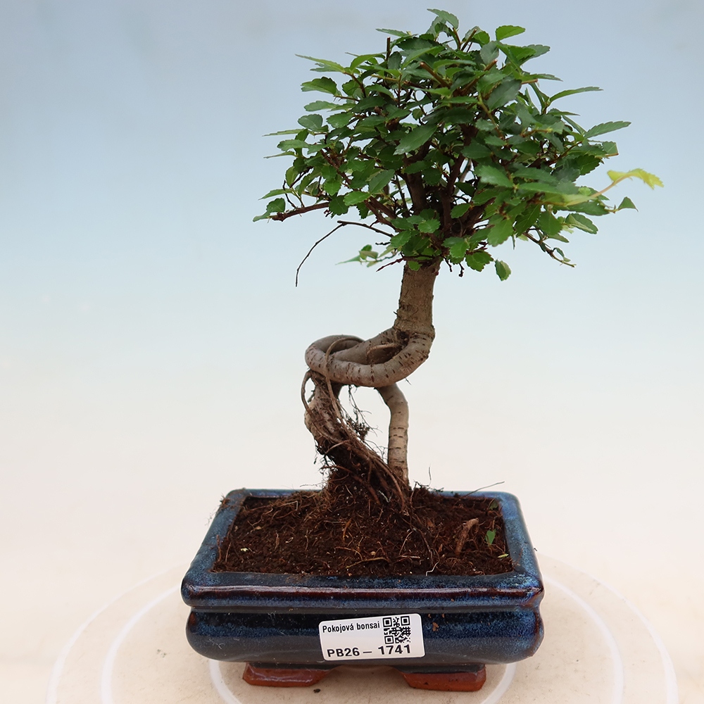 Pokój bonsai - Ulmus parvifolia - Wiąz drobnolistny