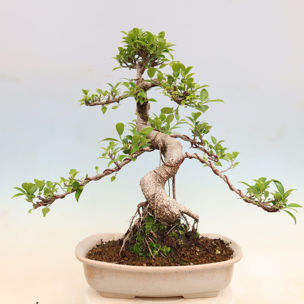 Pokój bonsai - Ficus kimmen - figowiec drobnolistny