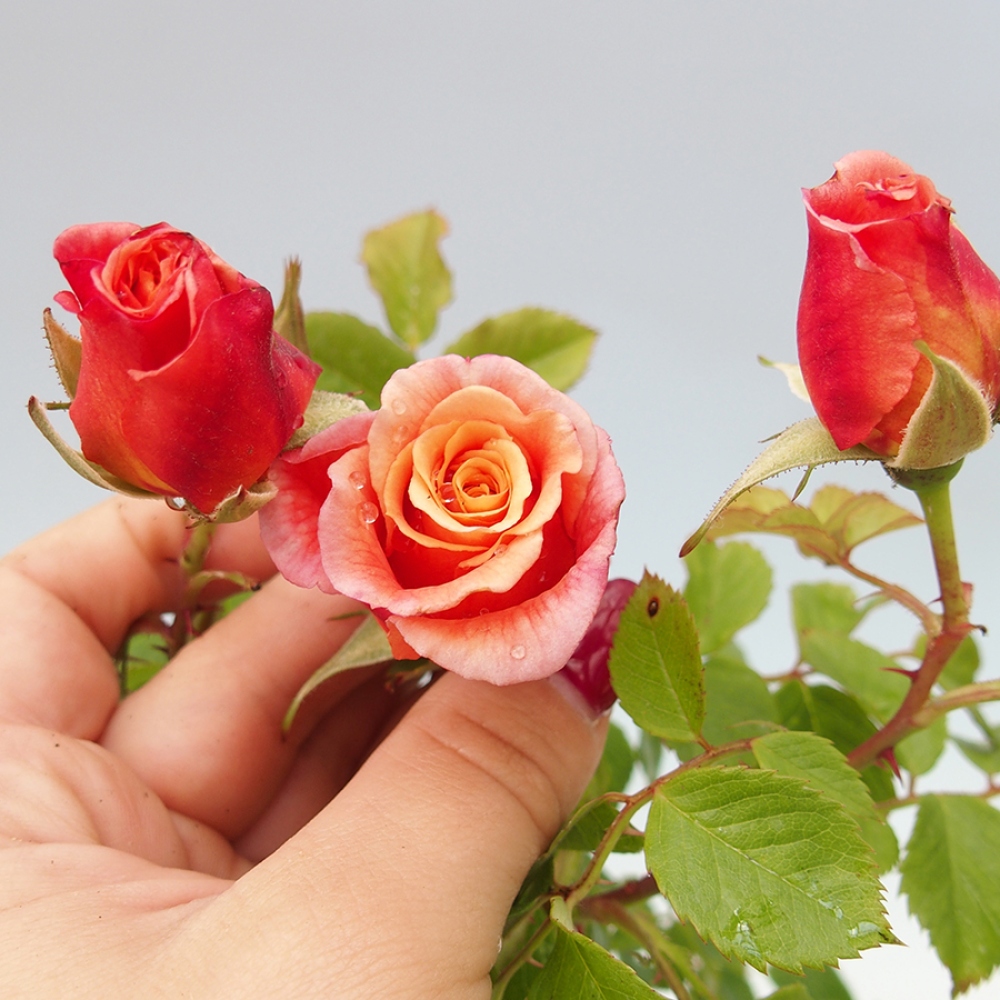 Bonsai na zewnątrz - Rosa Kordes - róża 