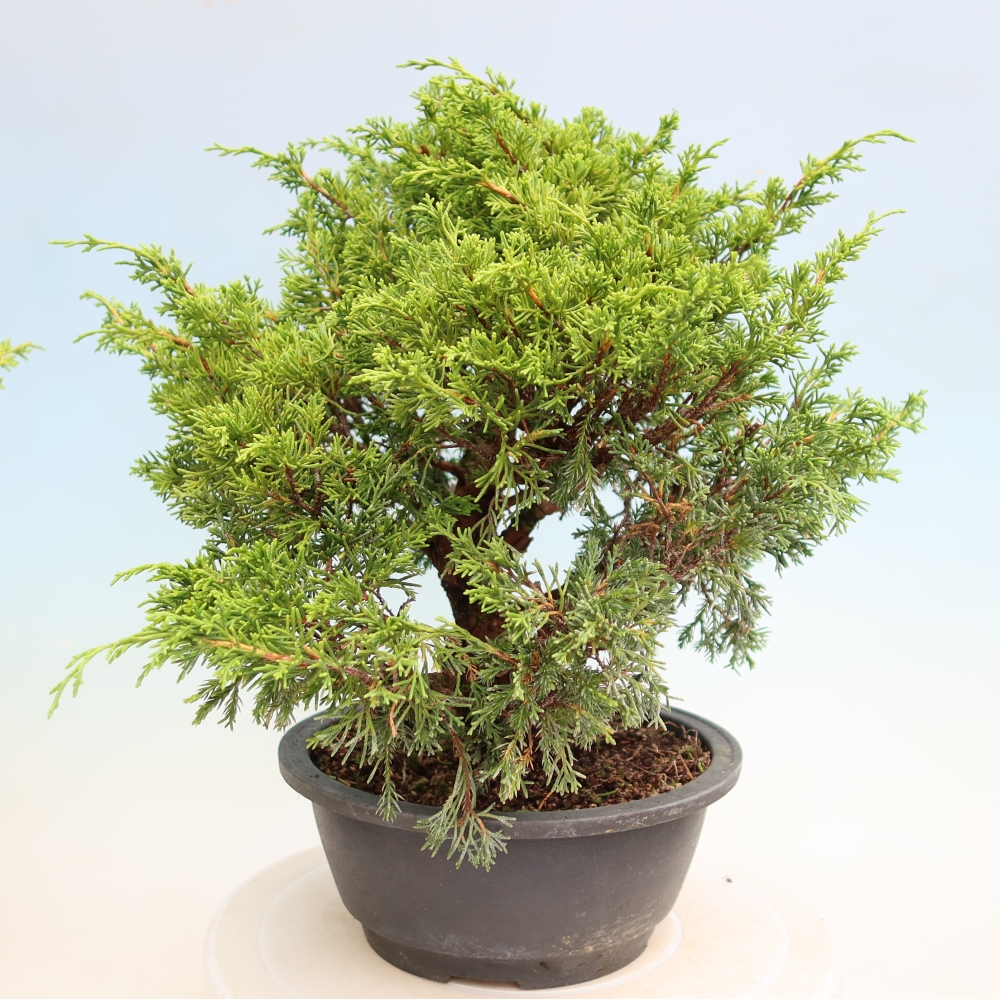Bonsai ogrodowe – Juniperus chinensis Itoigawa – jałowiec chiński