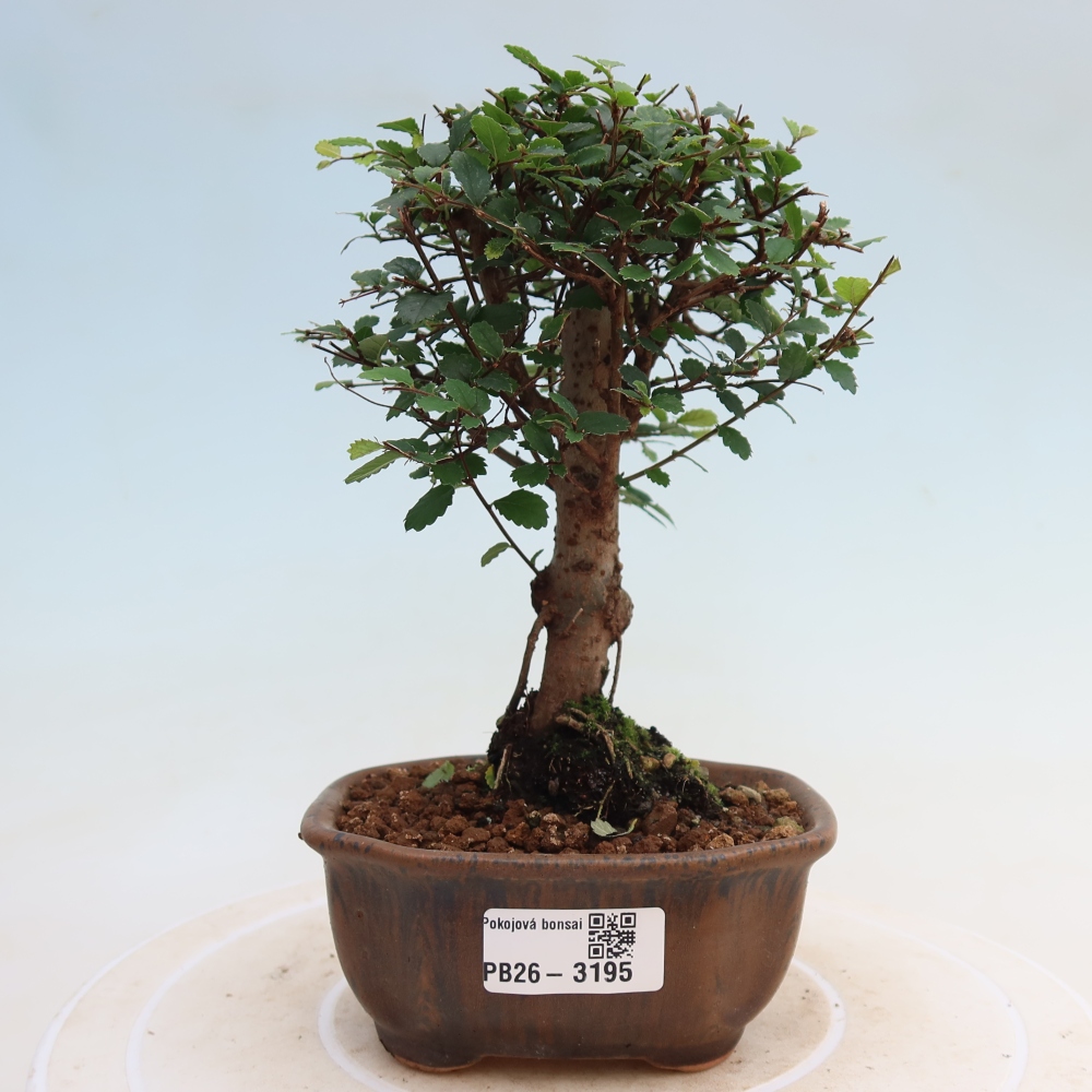 Pokój bonsai - Ulmus parvifolia - Wiąz drobnolistny