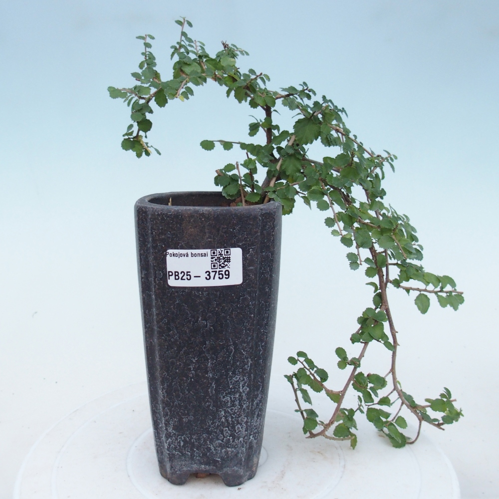 Pokój bonsai - Grewia sp. - Grewia malafolia