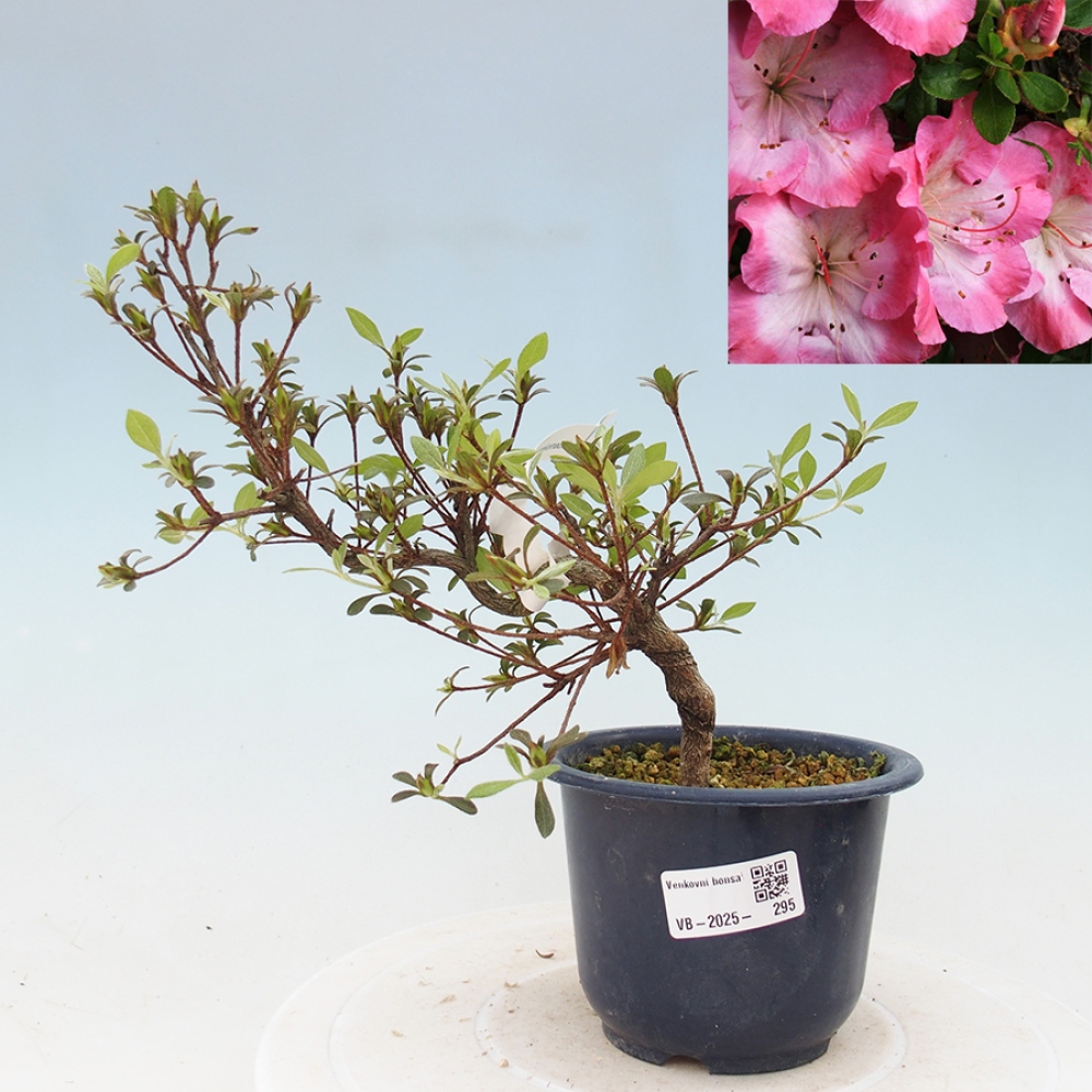 Bonsai zewnętrzne - Azalia japońska - Azalia Sakurakomachi