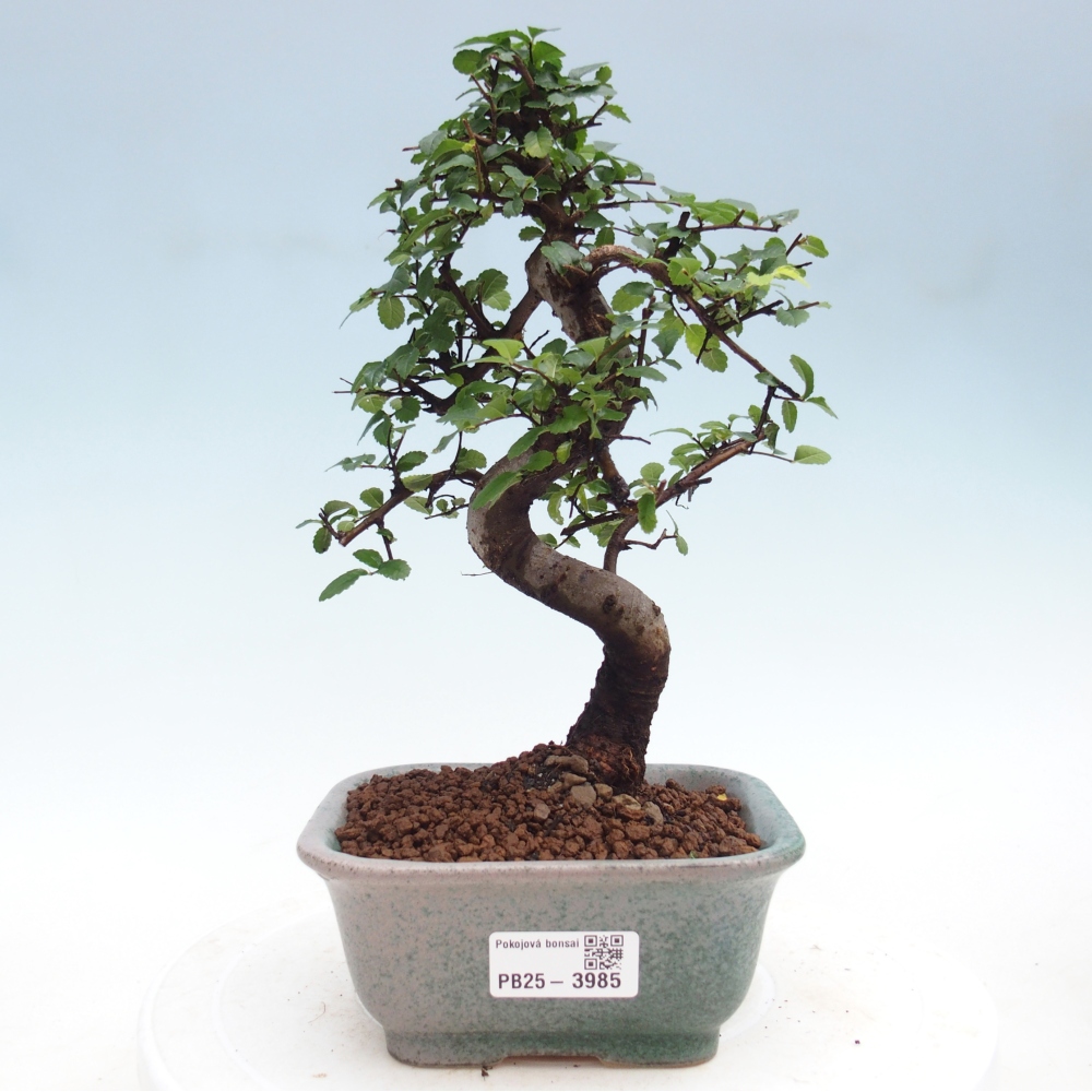 Pokój bonsai - Ulmus parvifolia - Wiąz drobnolistny