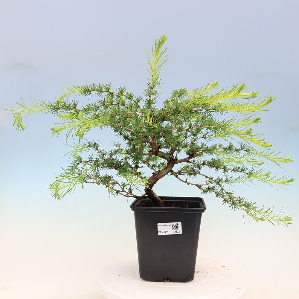Bonsai zewnętrzne - Larix decidua - Modrzew