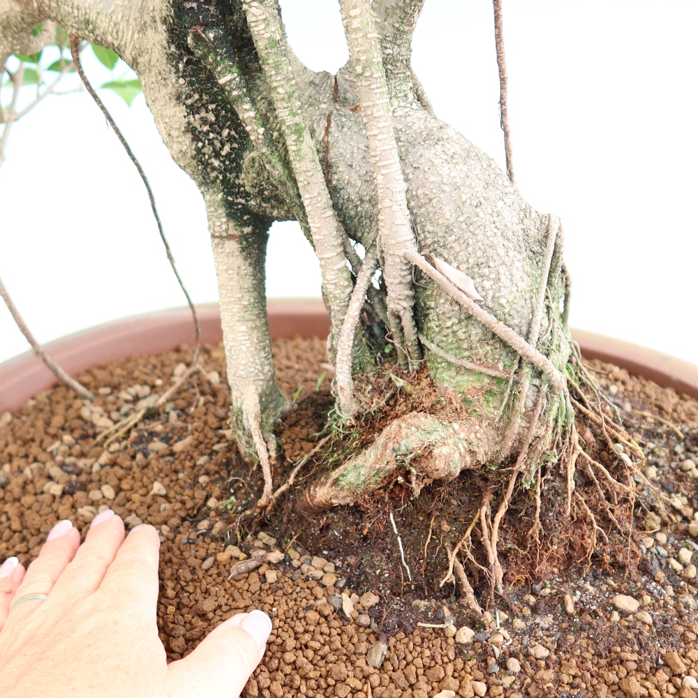 Pokój bonsai - Ficus kimmen - figowiec drobnolistny