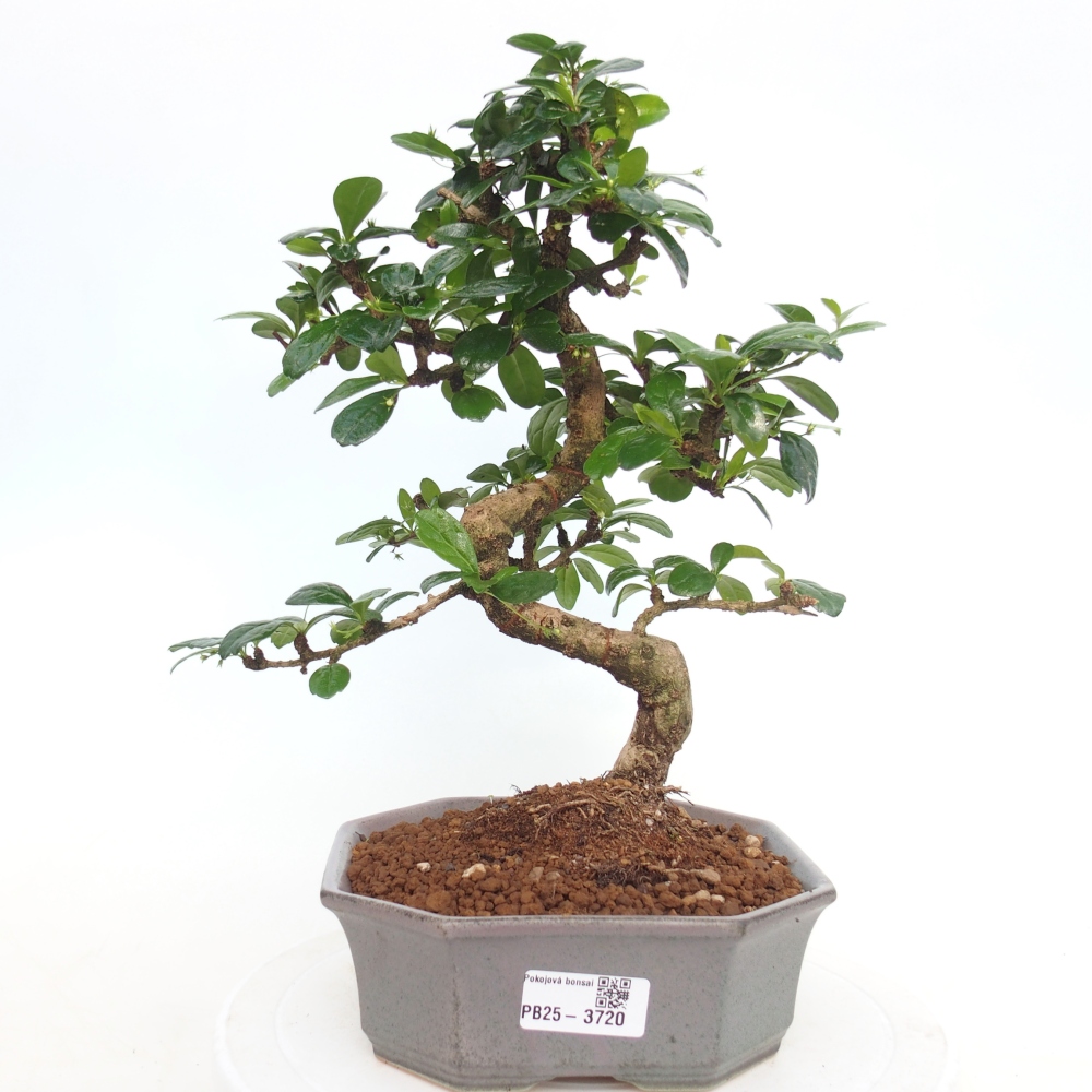Bonsai pokojowe - Carmona macrophylla - Tea fuki