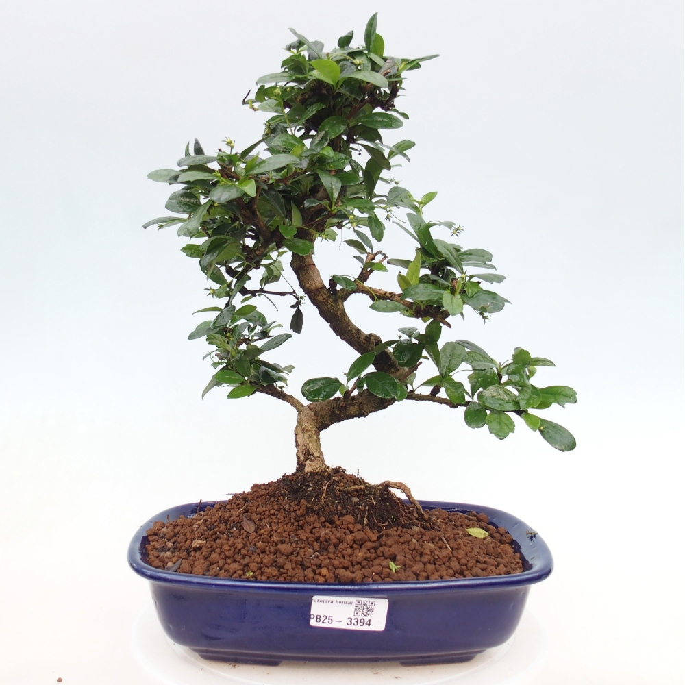 Pokój bonsai - Carmona macrophylla - Tea fuki