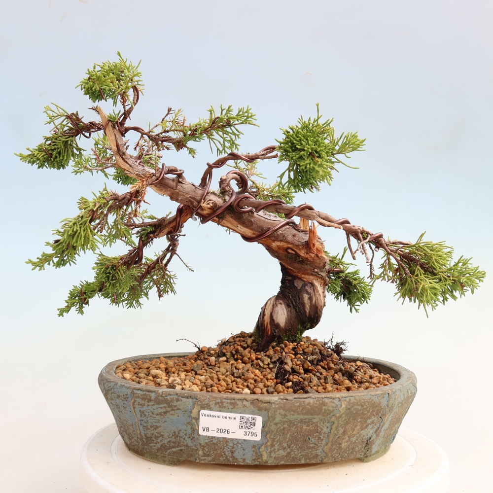 Bonsai ogrodowe – Juniperus chinensis Itoigawa – jałowiec chiński