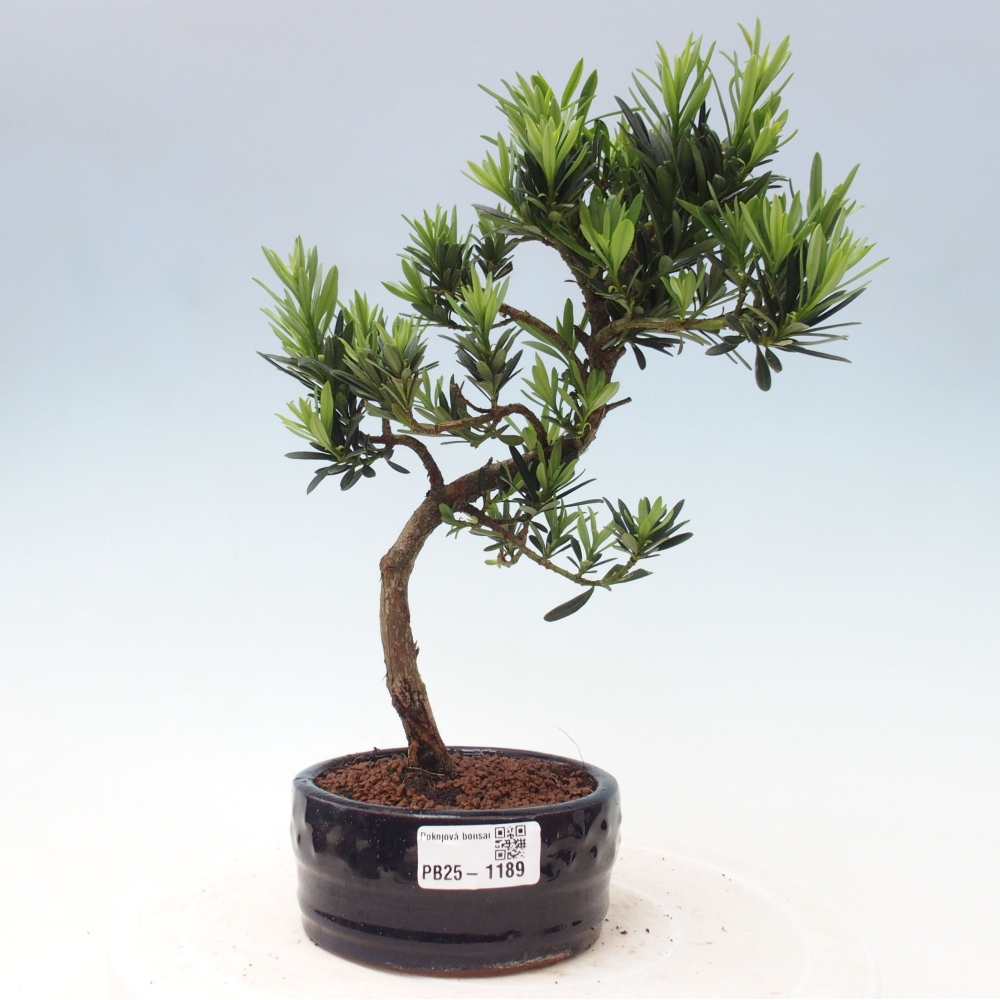 Kryty bonsai - Podocarpus - Kamień tys