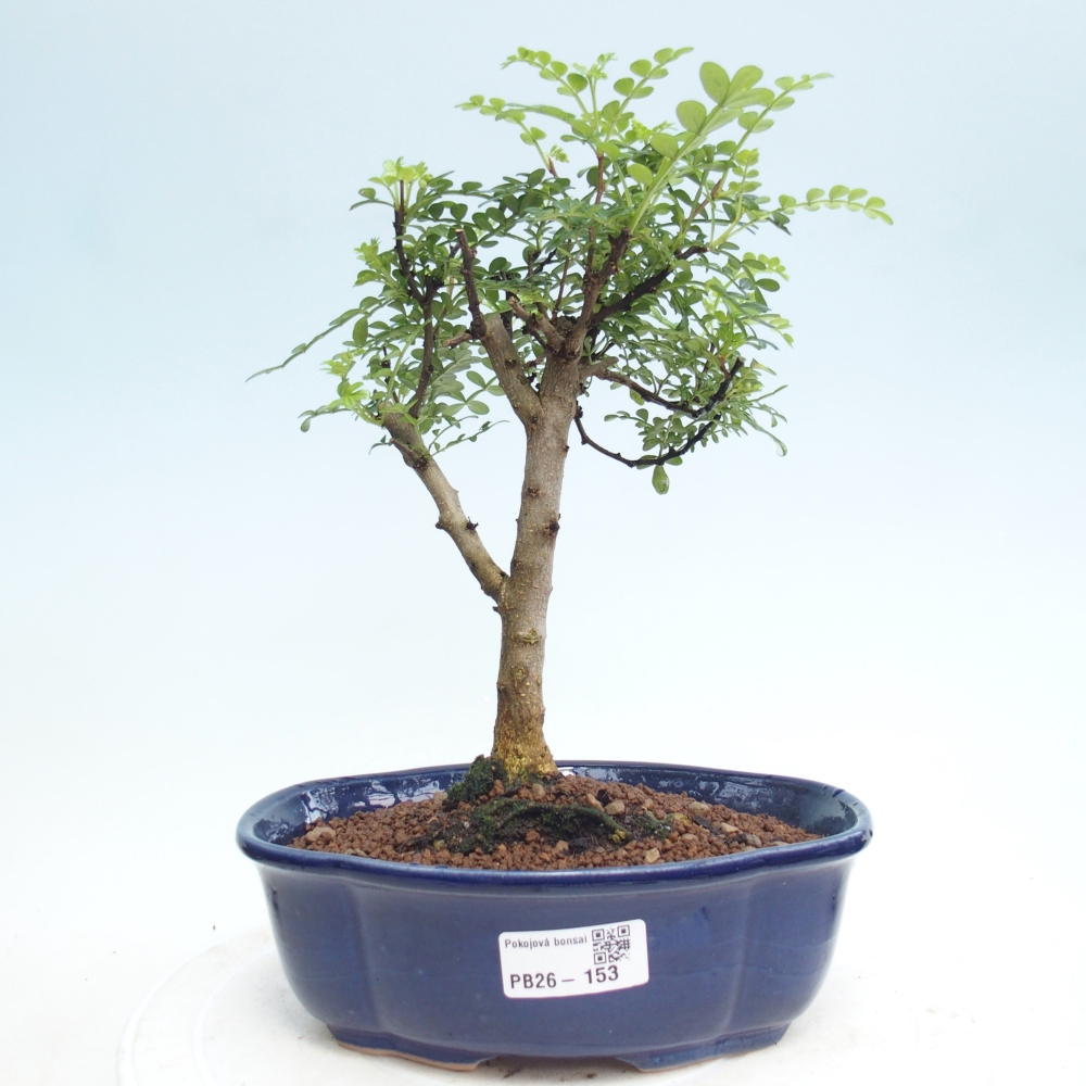 Kryty bonsai - Zantoxylum piperitum - Drzewo pieprzowe