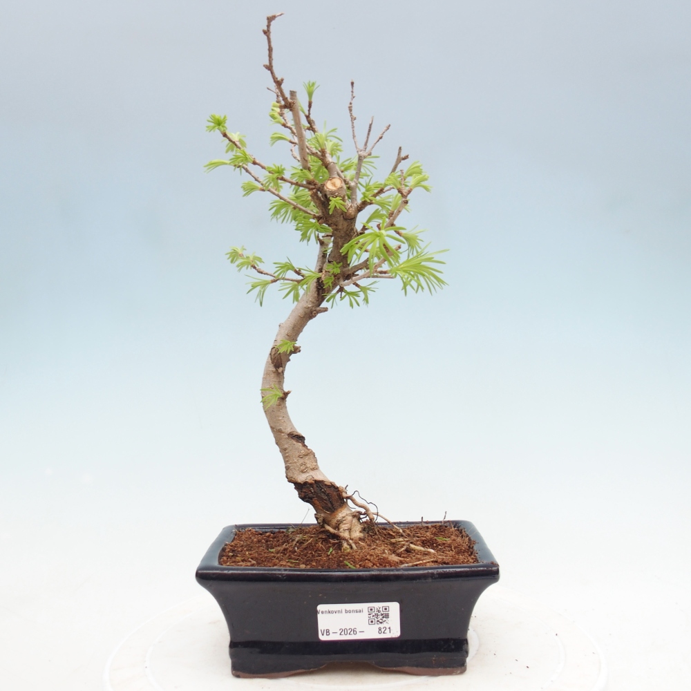 Bonsai zewnętrzne - Pseudolarix amabis-Pseudolarix amabis