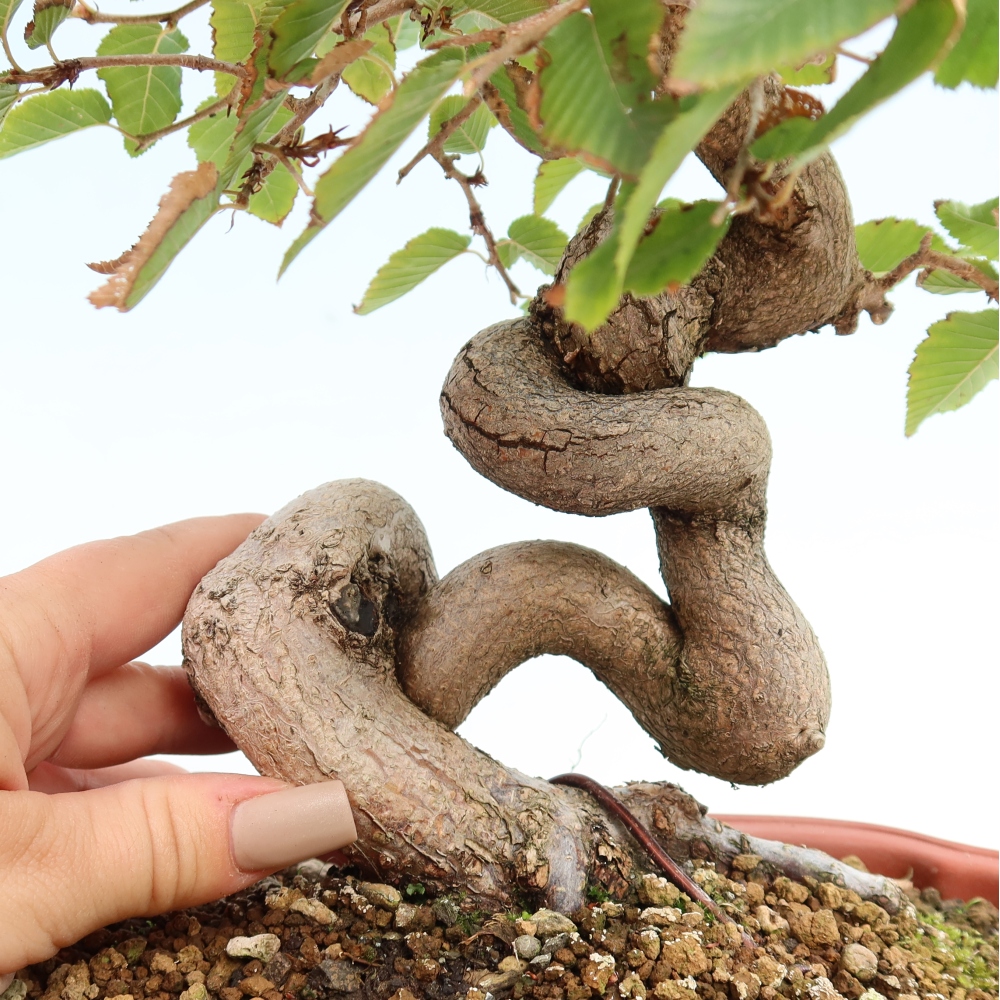 Outdoor bonsai - Carpinus CARPINOIDES - grab koreański