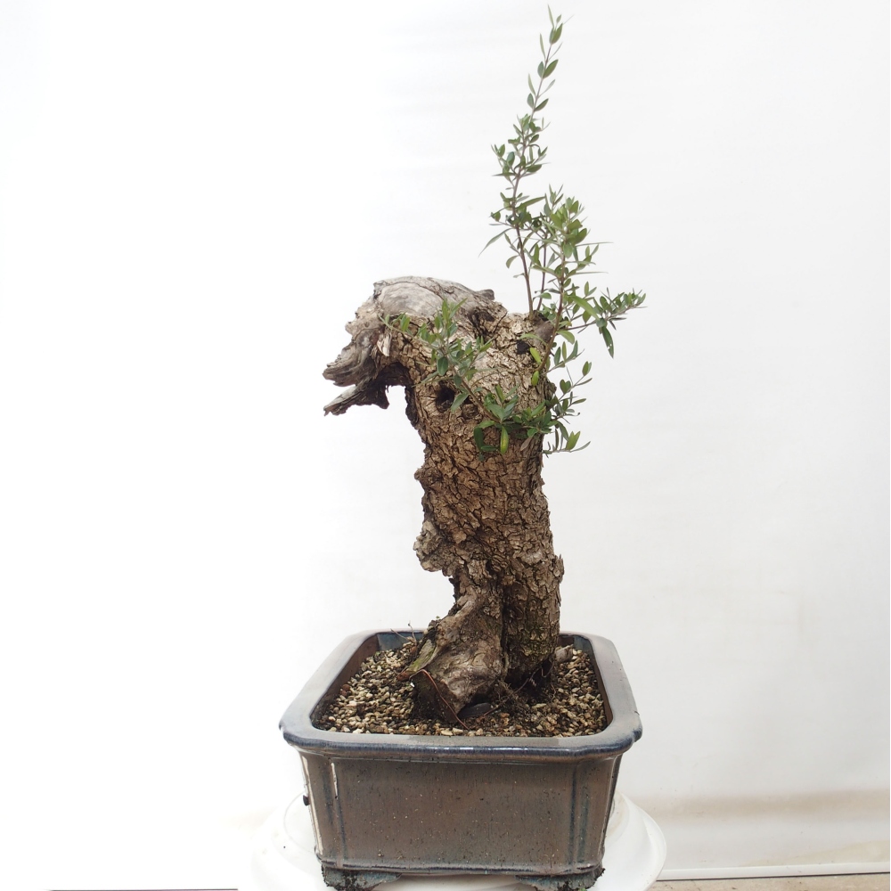 Kryte bonsai - Olea europaea sylvestris - Europejska oliwa z małych liści