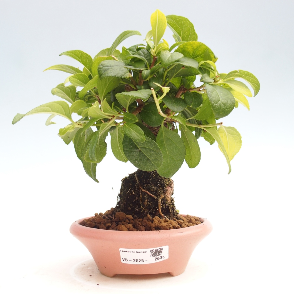 Bonsai na zewnątrz - Celastrus Jesenec