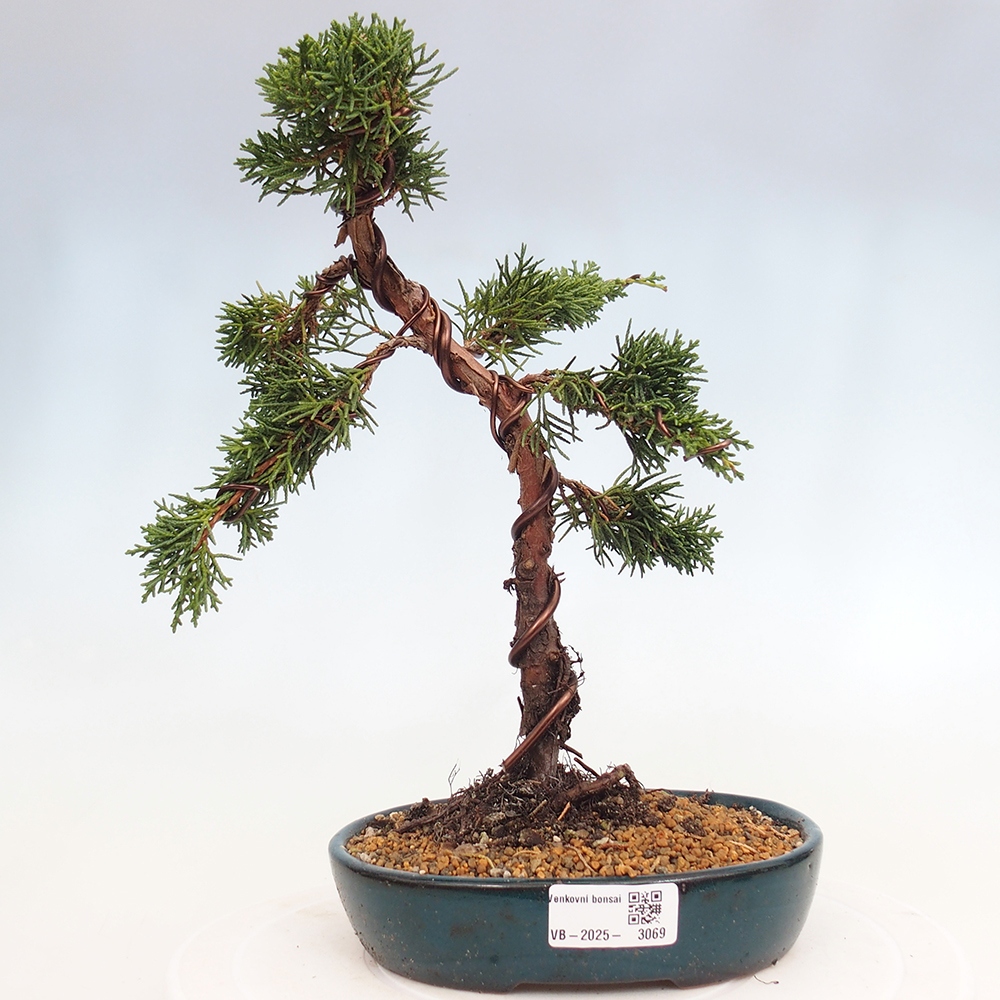 Bonsai zewnętrzne - Juniperus chinensis Kishu - Jałowiec chiński