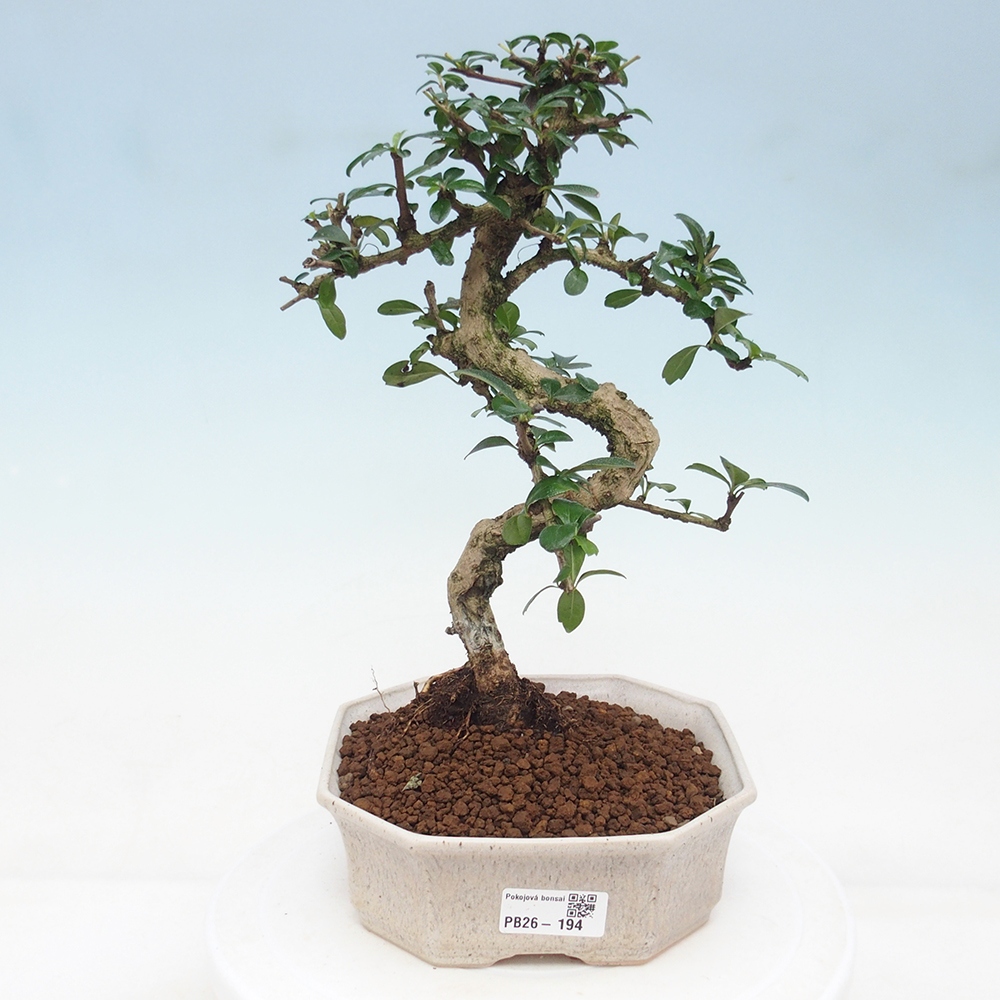 Bonsai pokojowe - Carmona macrophylla - Tea fuki