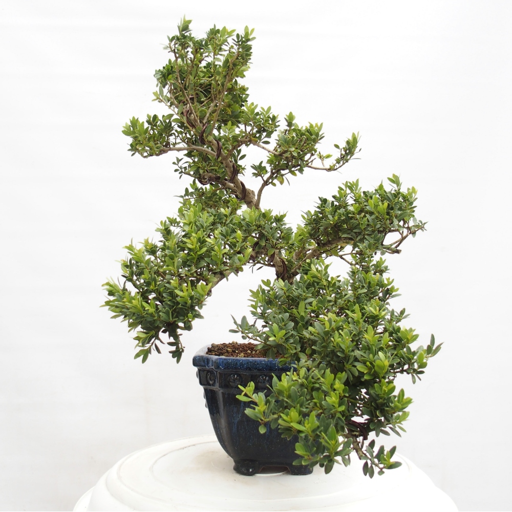 Kryty bonsai - Ilex crenata - Holly