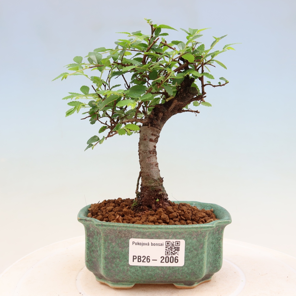 Pokój bonsai - Ulmus parvifolia - Wiąz drobnolistny