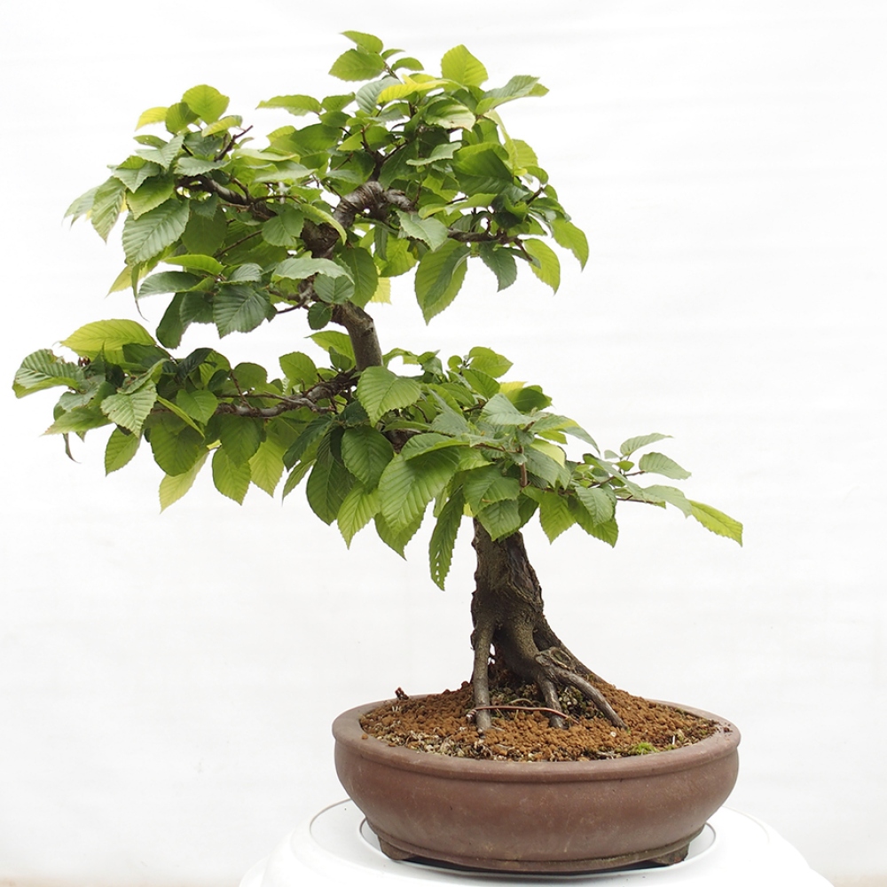 Bonsai zewnętrzne - Grab - Carpinus betulus