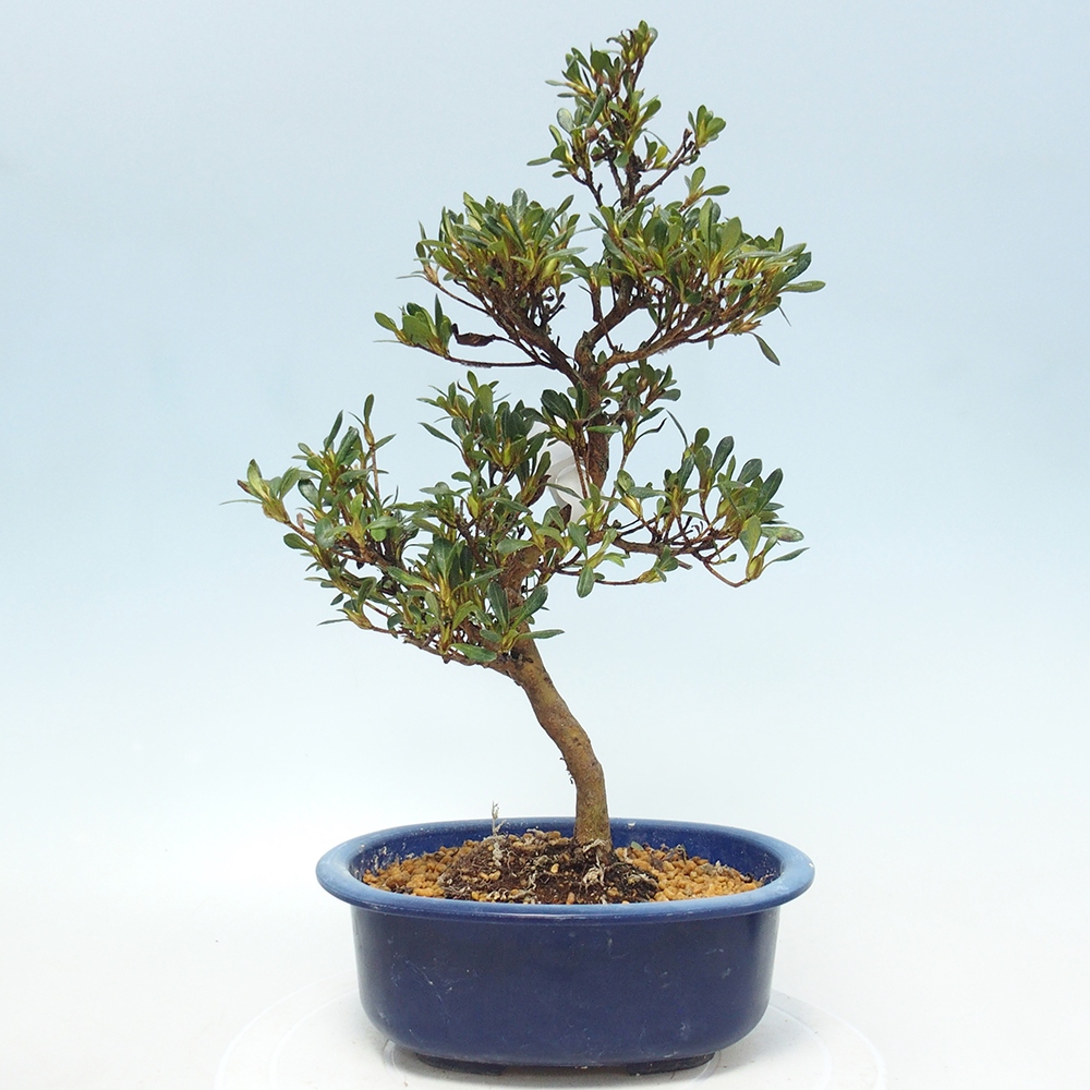Bonsai zewnętrzne - Azalia japońska - Azalia Benibeni
