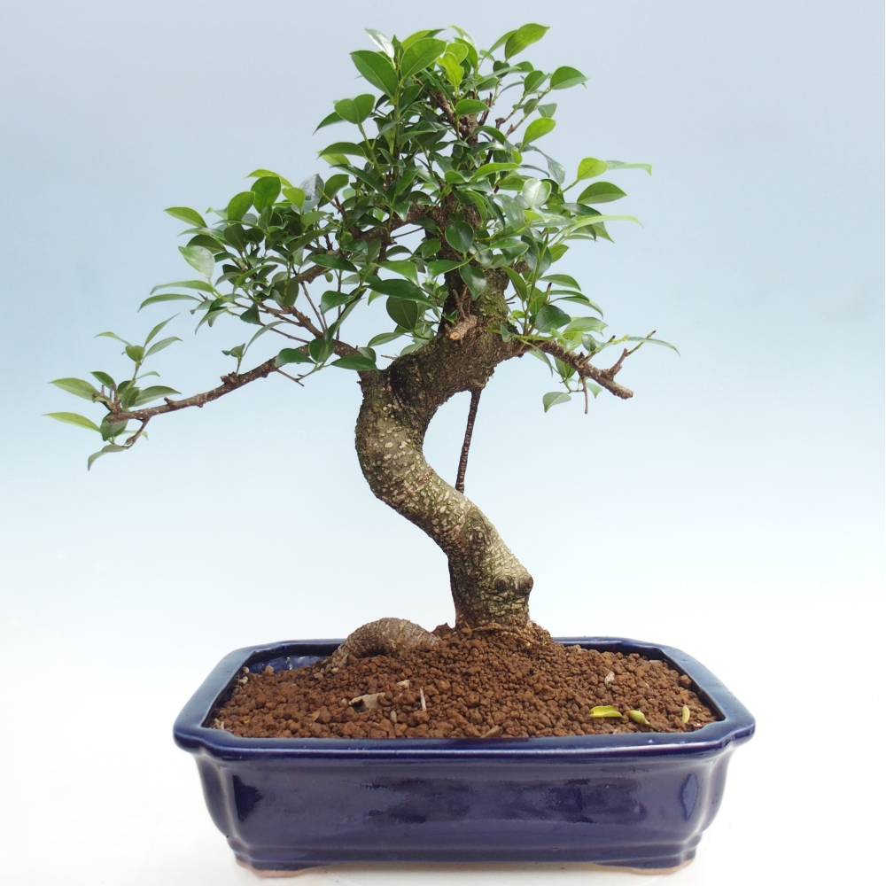 Pokój bonsai - Ficus kimmen - figowiec drobnolistny