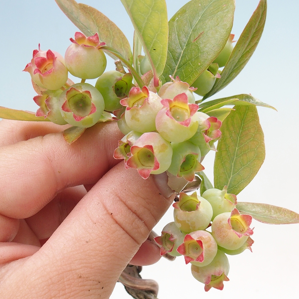 Bonsai Outdoor - Borówka kanadyjska - Vaccinium corymbosum