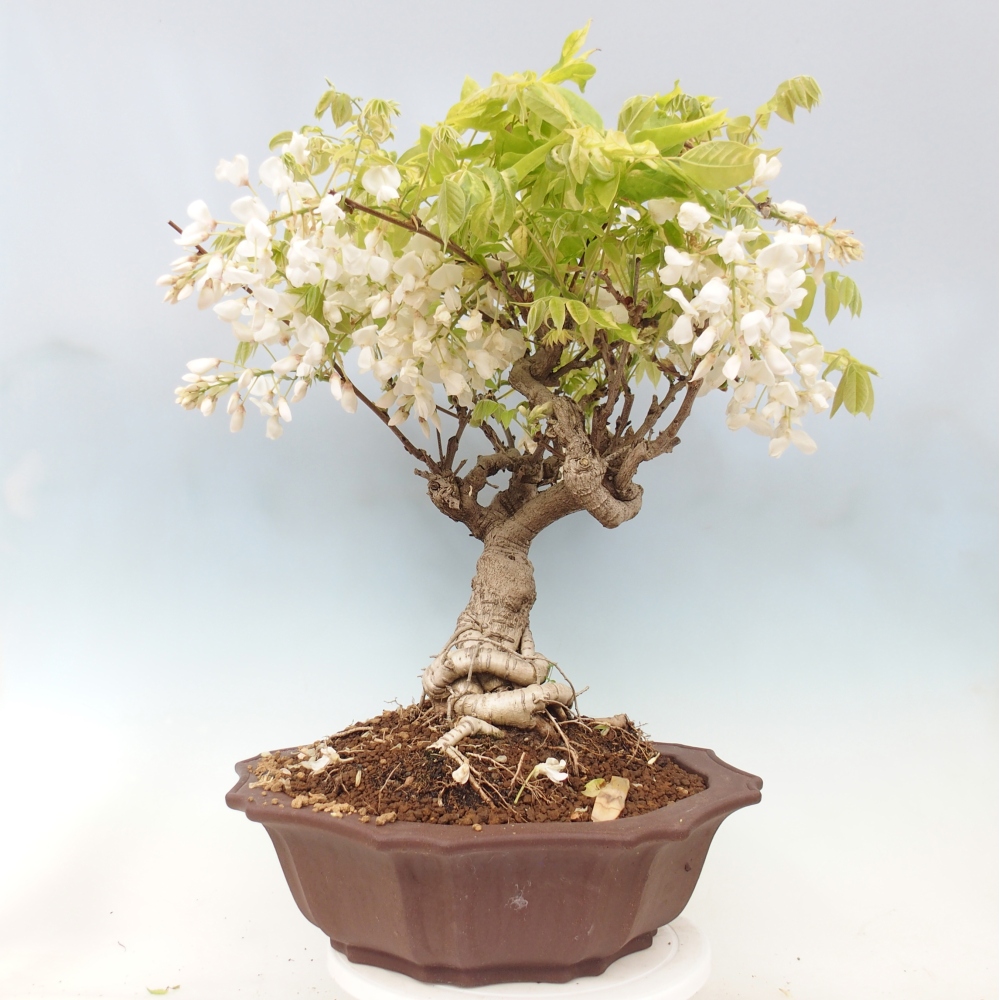 Bonsai zewnętrzne - Vistaria - Wisteria