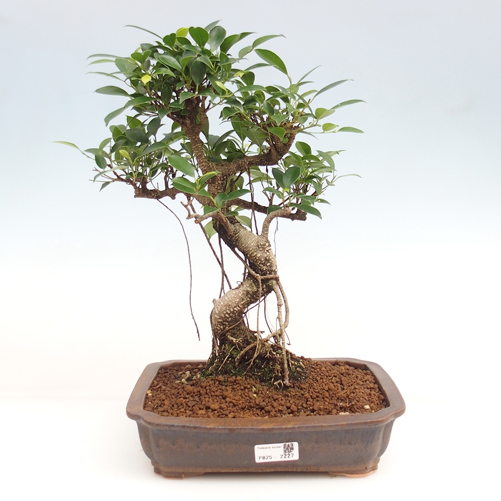 Kryty bonsai - Ficus kimmen - figowiec drobnolistny