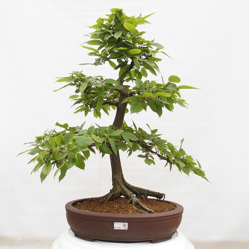 Bonsai zewnętrzne - Grab - Carpinus betulus