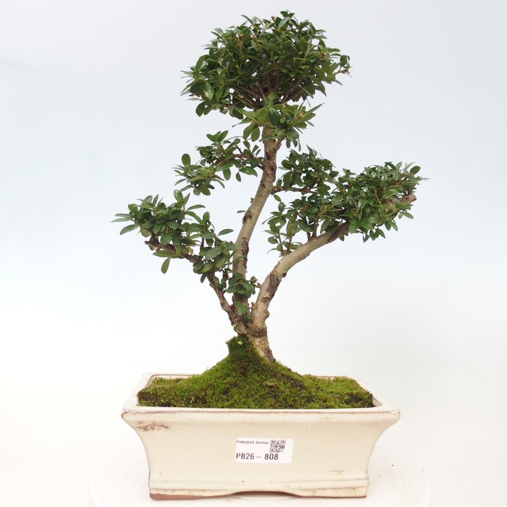 Pokój bonsai - Ilex crenata - Ostrokrzew