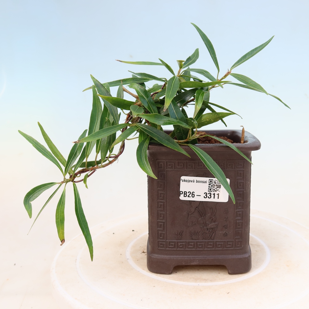 Pokój bonsai - Ficus nerifolia - figowiec drobnolistny