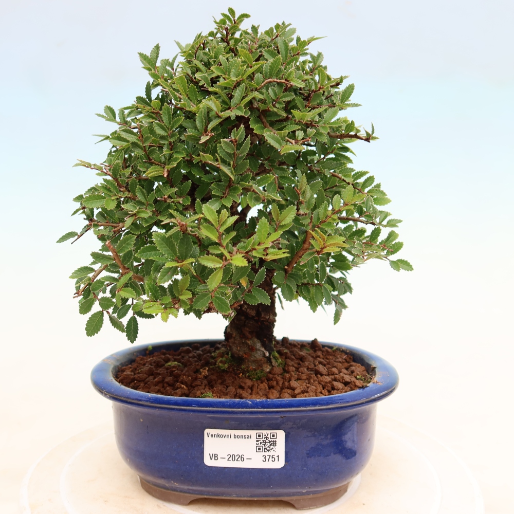 Bonsai zewnętrzne - Zelkova - Zelkova NIRE