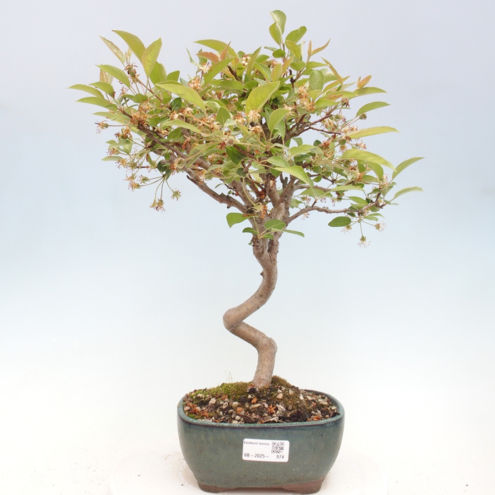 Bonsai plenerowe - Malus Halliana - Jabłoń drobnoowocowa