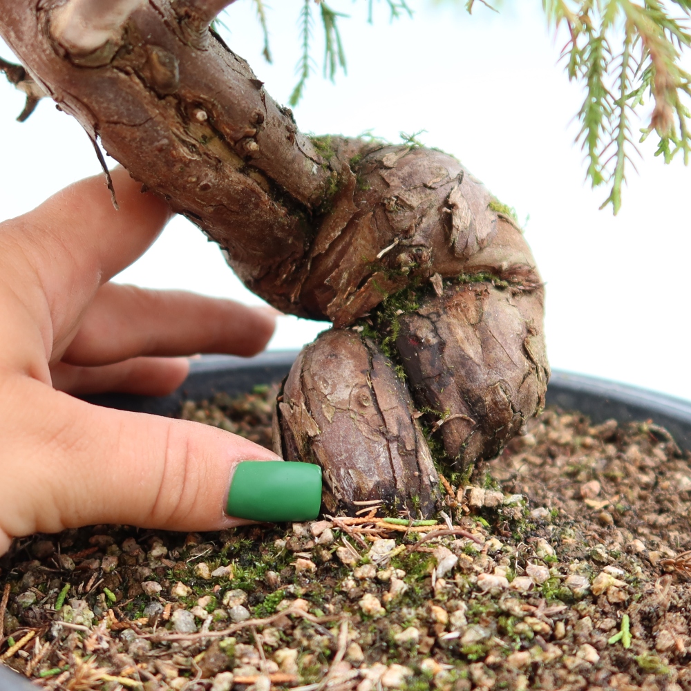 Bonsai ogrodowe – Juniperus chinensis Itoigawa – jałowiec chiński
