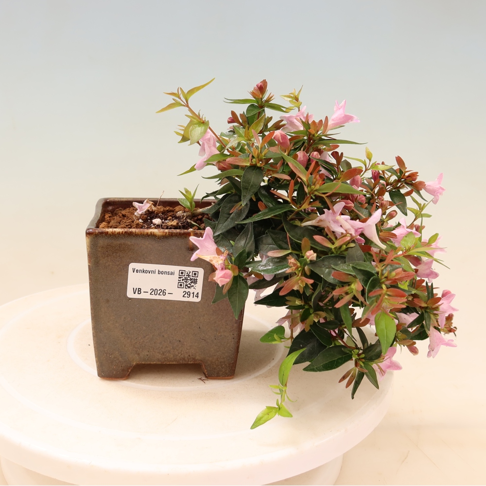 Bonsai ogrodowe – Abelia Edward Goucher – Abelia wielkokwiatowa
