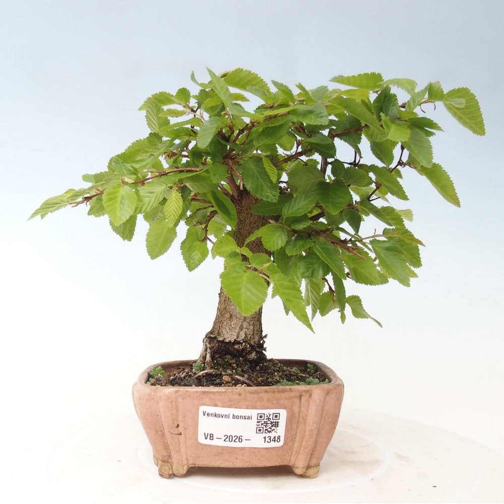 Outdoor bonsai - Carpinus CARPINOIDES - grab koreański
