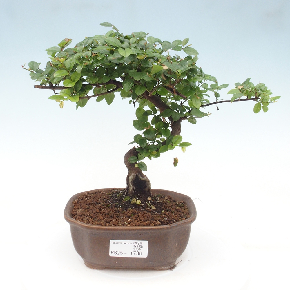 Kryty bonsai - Sagerécie thea - Sagerécie thea