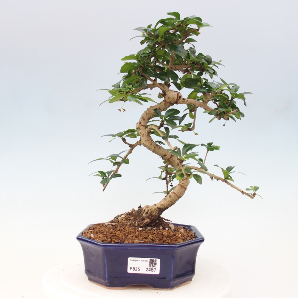 Pokój bonsai - Carmona macrophylla - Tea fuki