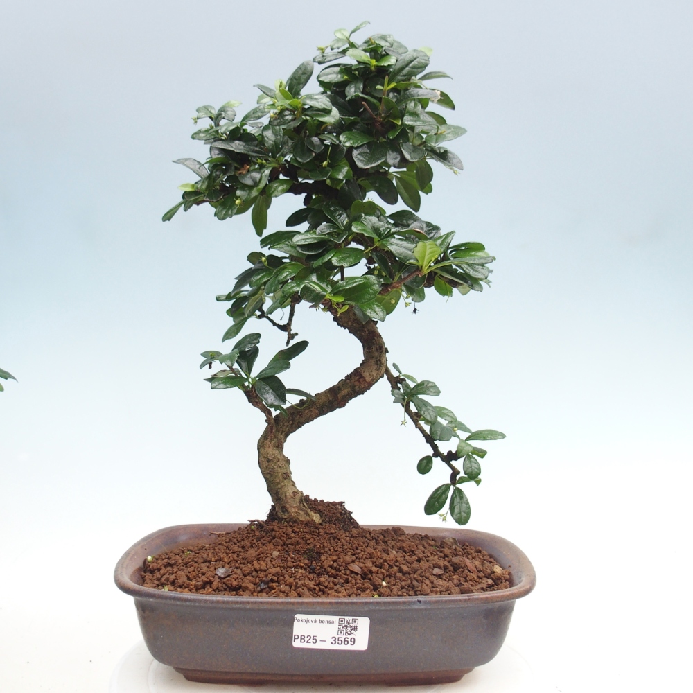 Bonsai pokojowe - Carmona macrophylla - Tea fuki
