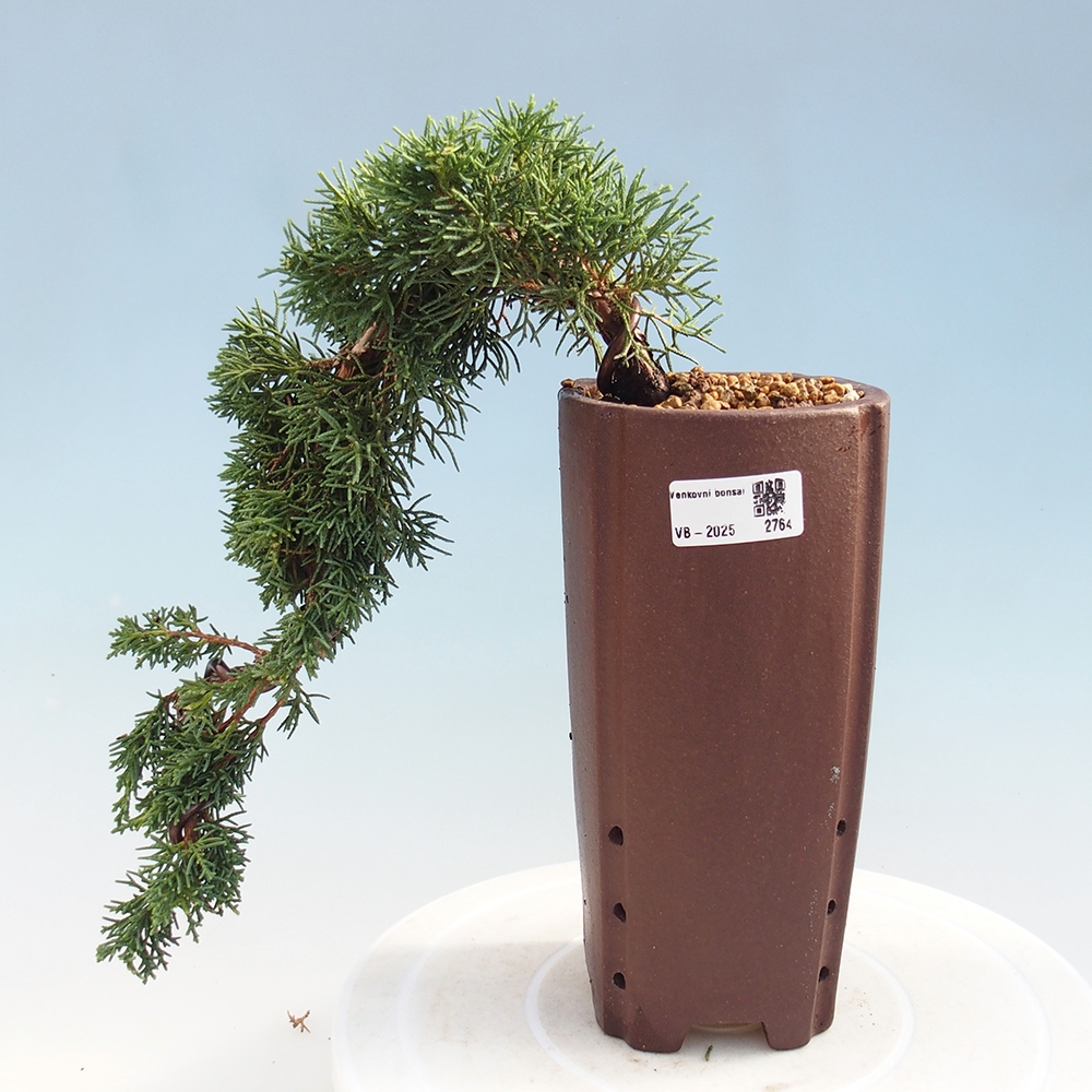 Bonsai zewnętrzne - Juniperus chinensis Kishu - Jałowiec chiński