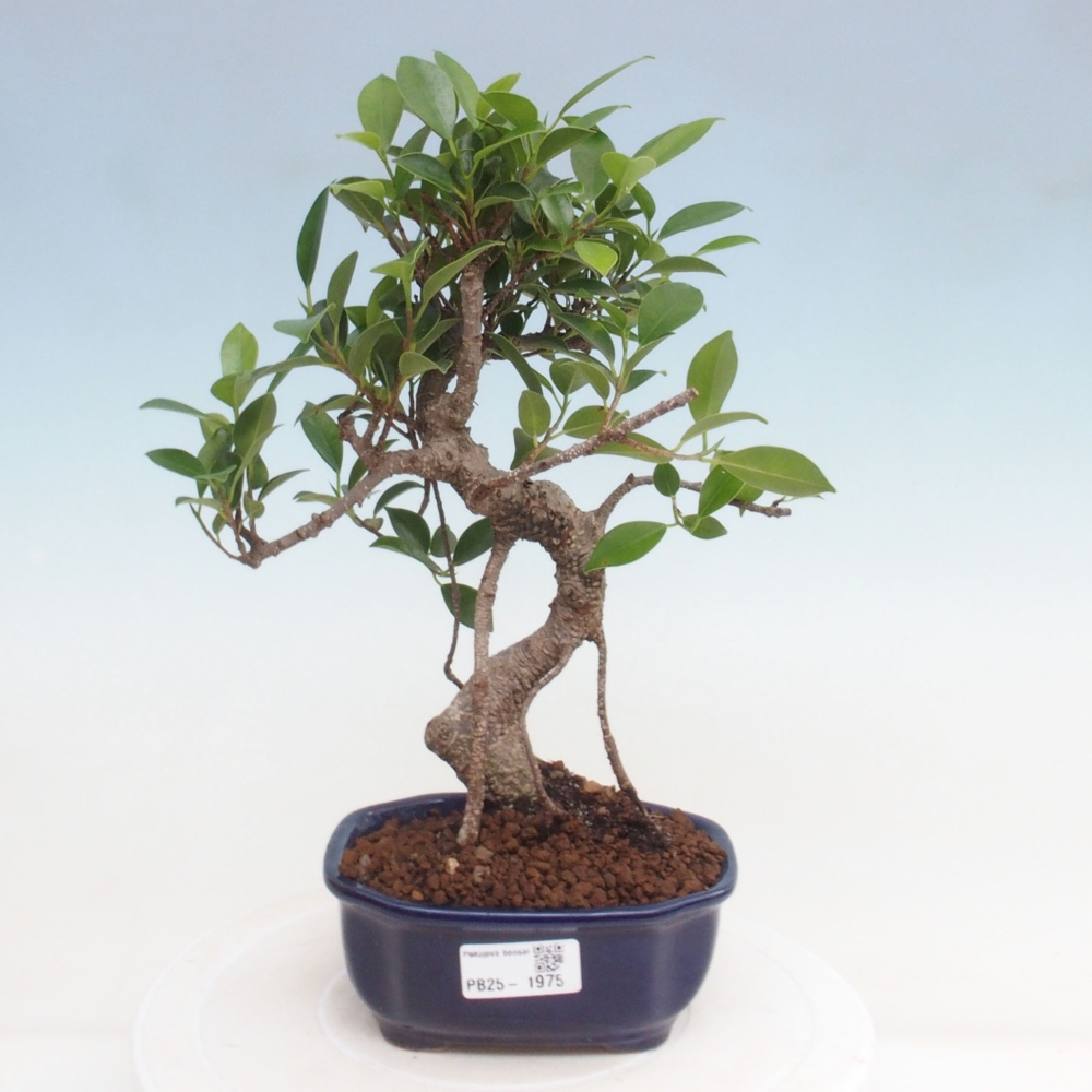 Kryty bonsai - Ficus retusa - figowiec drobnolistny