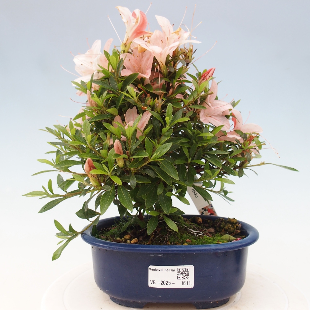 Bonsai ogrodowe - azalia japońska - Azalea Nikko