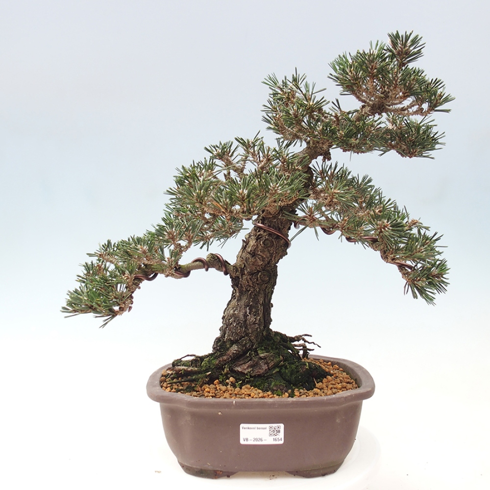 Outdoor bonsai - Pinus thunbergii Kotobuki - Sosna Thunberga