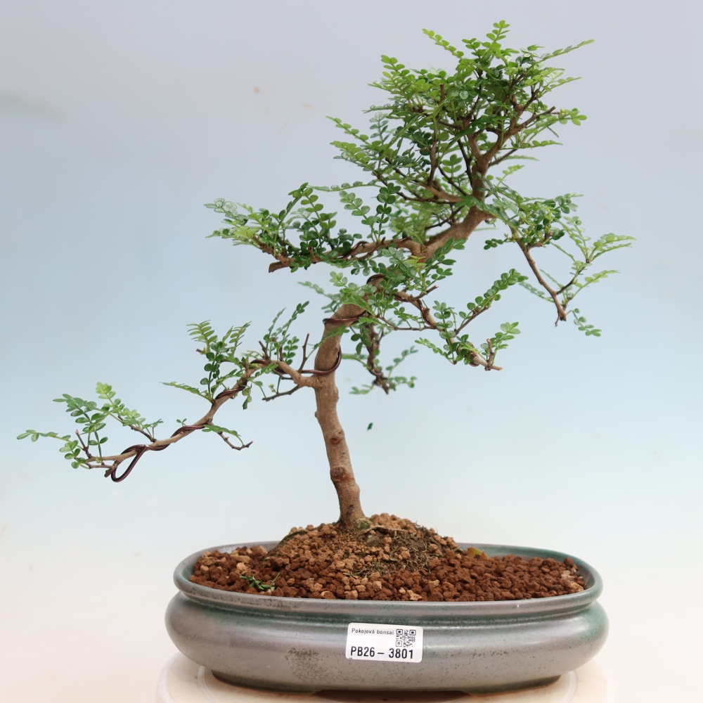 Pokój bonsai - Zantoxylum piperitum - drzewo pieprzowe