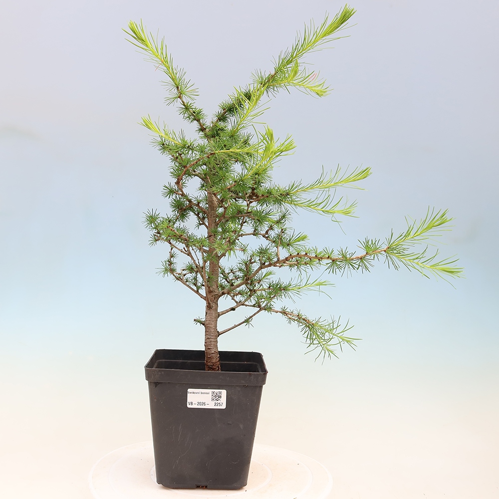 Bonsai zewnętrzne - Larix decidua - Modrzew