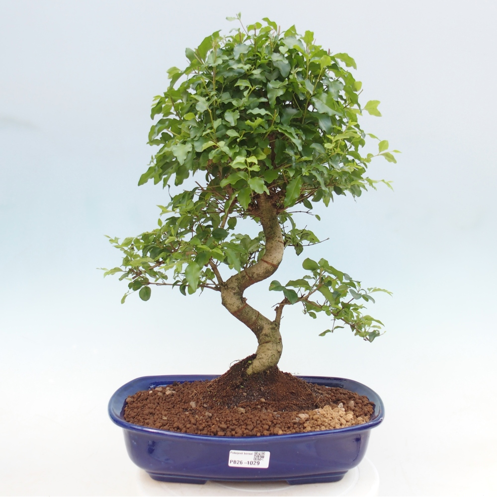 Pokój bonsai - Ligustrum chinensis - Dziób ptaka