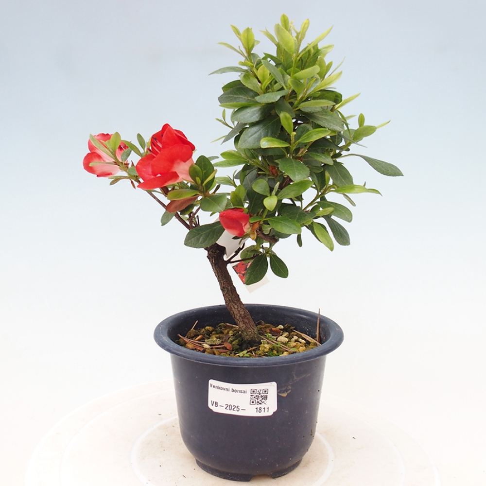 Bonsai zewnętrzne - Azalia japońska - Azalia Benibeni