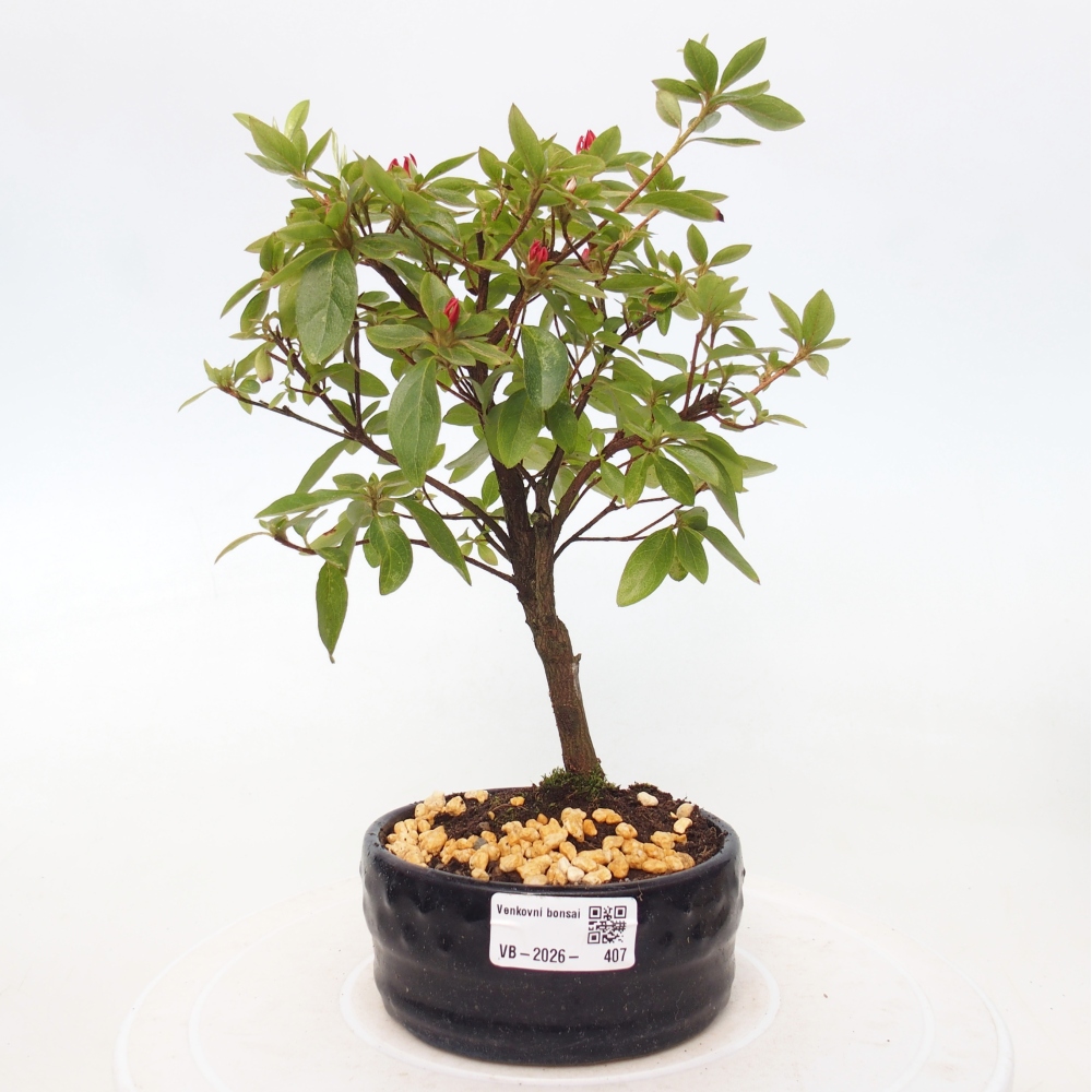 Outdoor bonsai - Azalia japońska - Azalea sp.