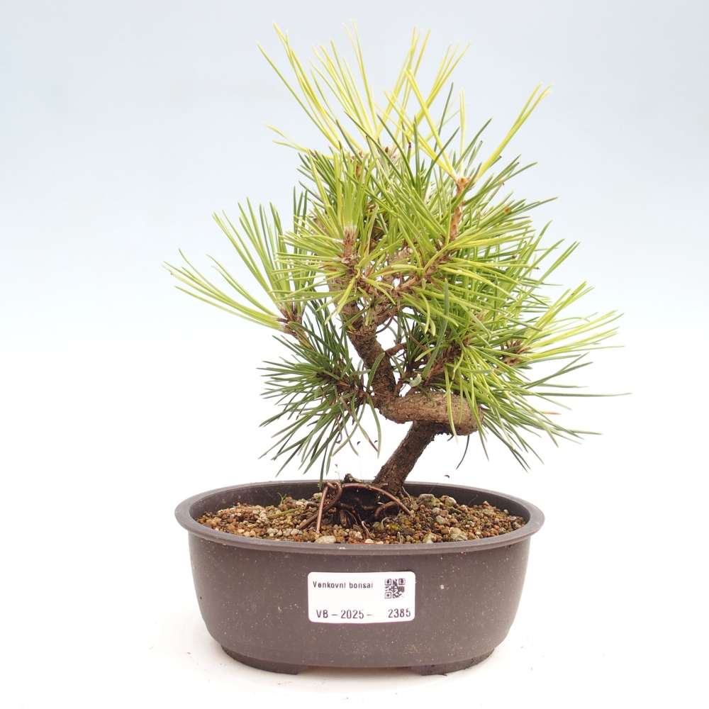 Bonsai ogrodowe - Pinus thunbergii - Sosna Thunbergia